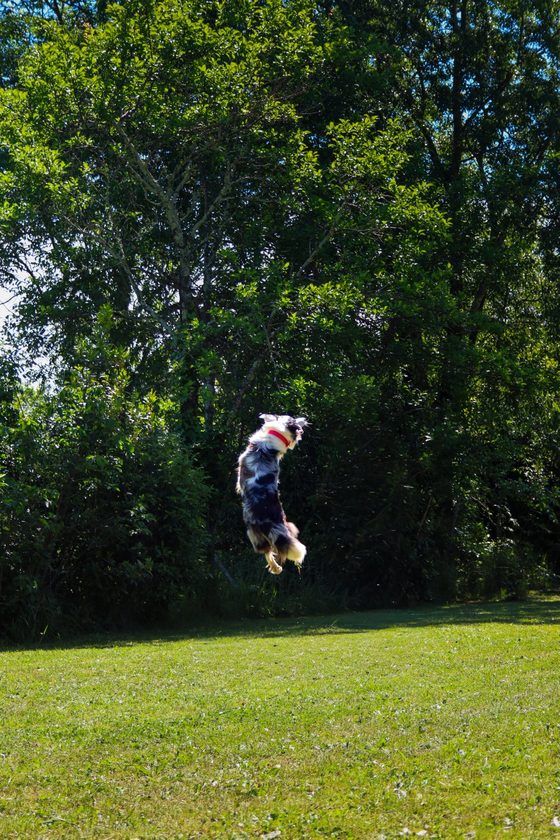 Border collie en plein saut