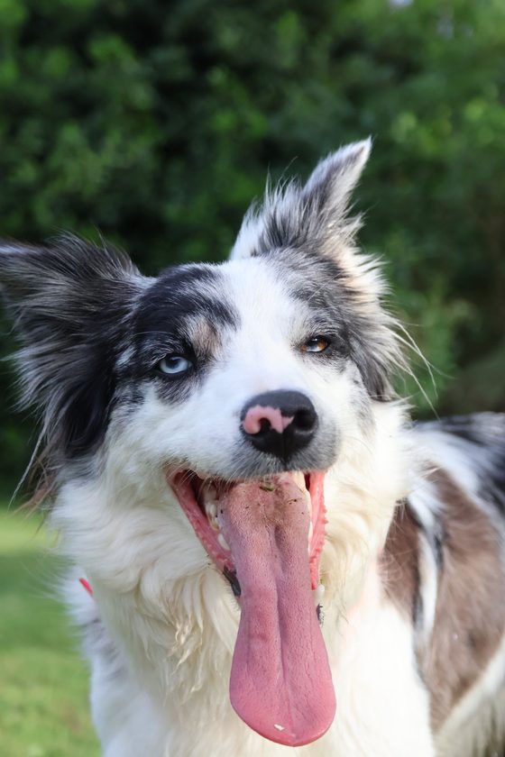 Border collie aux yeux vairons