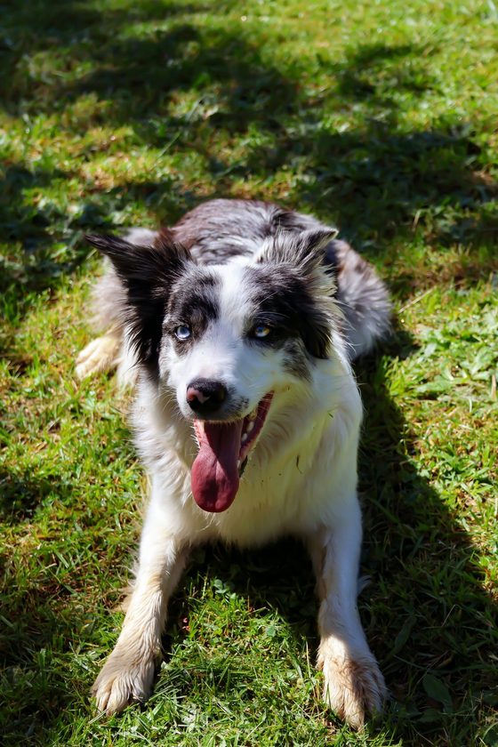 Border collie dans l’herbe