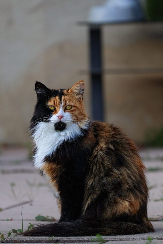 Chat tricolore en extérieur