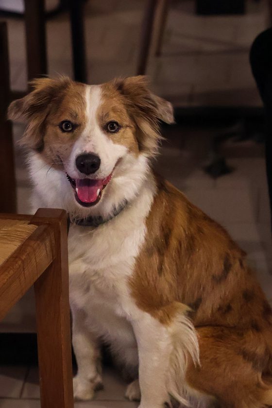 Chien souriant