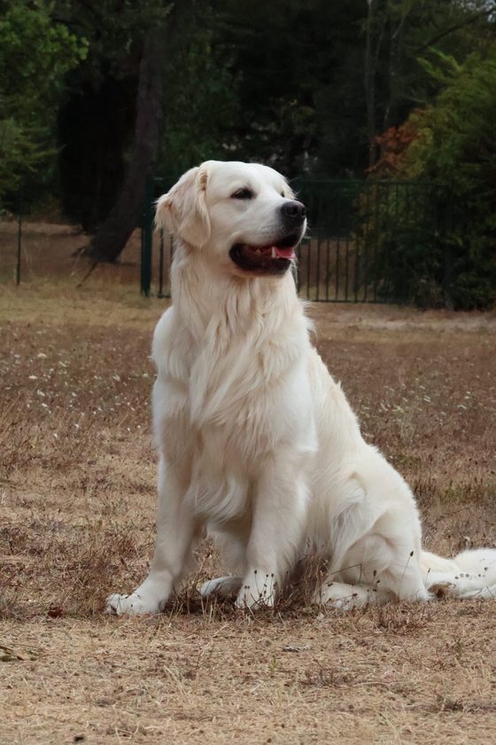 Golden retriever assis